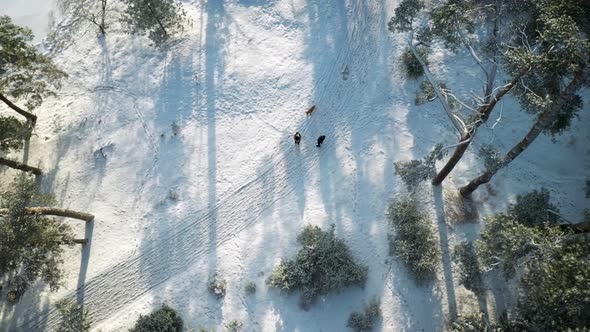 Walk In Snowy Winter Time Forest Nature Landscape Aerial View
