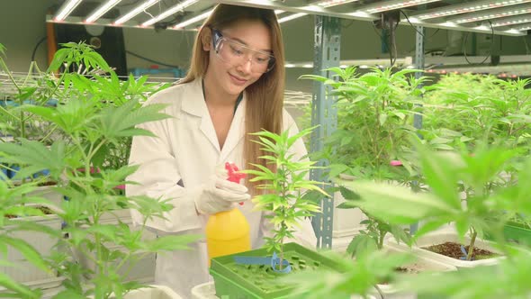 Young woman scientist watering a special strain of cannabis that is difficult to care for, alt