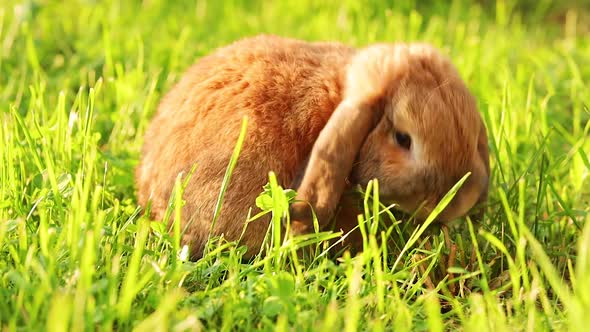 Lop-Eared Rabbit Jumps on The Lawn and Chews the Grass