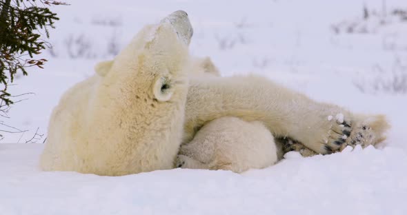Wide shot with a slight zoom out of Polar Bear sow and cubs resting, sow looks around. alt