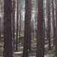 Walking Through the Pine Forest on a Bright Sunny Day - VideoHive Item for Sale