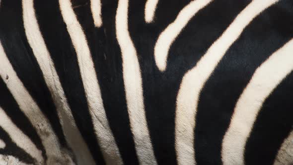 Black and white striped zebra's body,