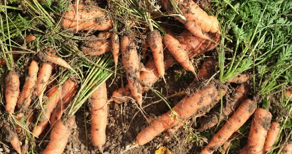 A bunch of fresh carrots with greens on the ground.