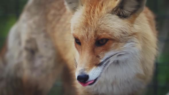 Red Fox Licks His Lips Amusingly and Leaves alt