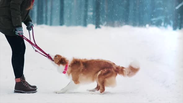 Animal Love. Happy Young Woman Play with Her Border Collie Dog in Snowy Winter Forest. Doggy Try alt