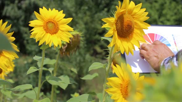 A young farmer working in a sunflower field looks at a profit growth chart in agribusiness. alt