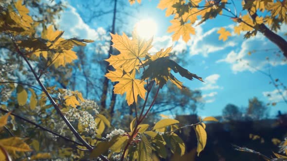 The Sun Is Shining Through The Foliage Of Maple And White Flowers