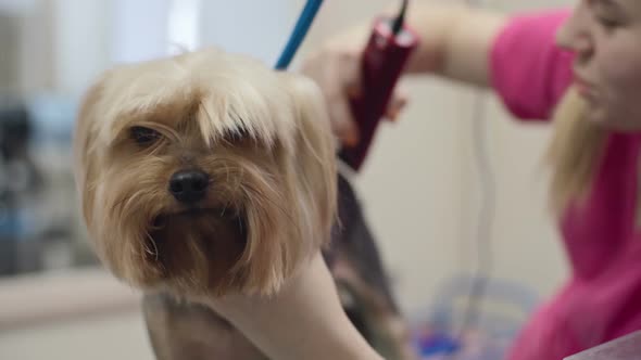 Dog Beauty Salon alt