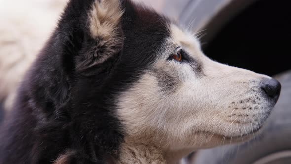 Profile view of a sad stray husky dog alt