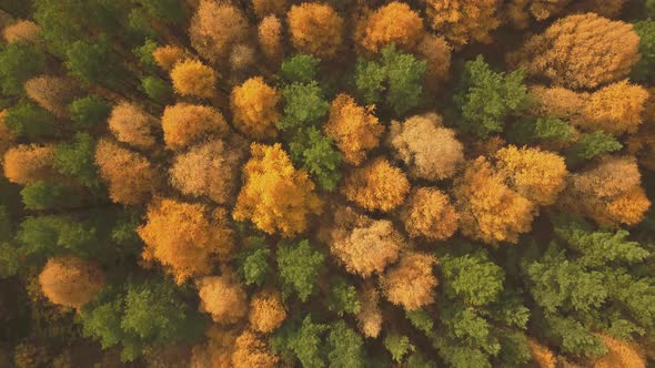 Aerial Footage of Colorful Forest in Autumn Season. Yellow and Green Trees