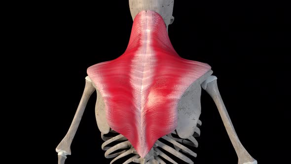 Overview Of The Superficial Muscles Of The Back alt