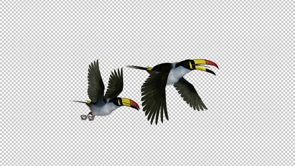 Mountain Toucans - Flying Pair Transition 1 - Side View - Alpha Channel