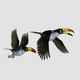 Mountain Toucans - Flying Pair Transition 1 - Side View - Alpha Channel - VideoHive Item for Sale