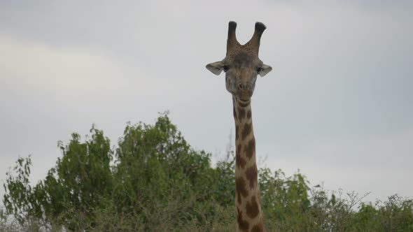 Close up view of a giraffe grazing alt