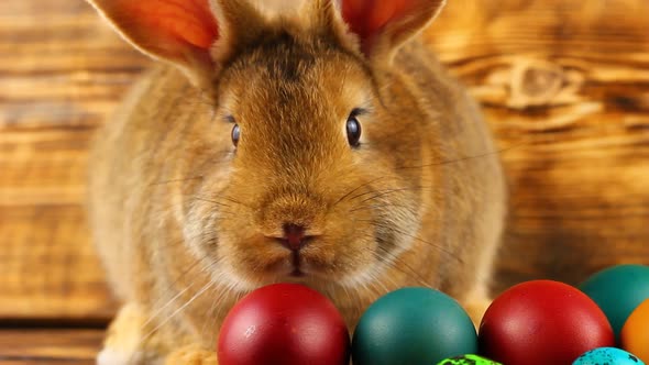 Curious Little Fluffy Brown Bunny Sits on a Wooden Background with Multicolored Painted Easter Eggs alt