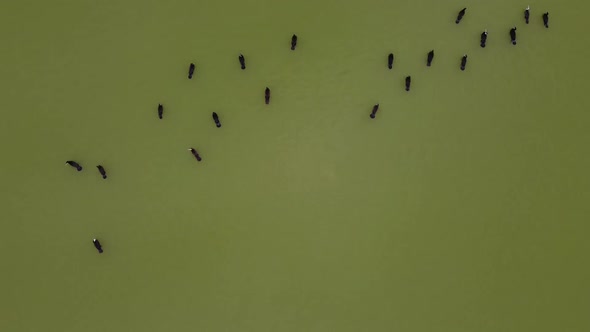 Flock of Birds Great Cormorants (Phalacrocorax Carbo ) Swim Lake alt