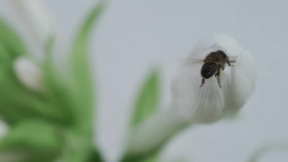 Bees Entering and Leaving the Flower in Super Slow Motion