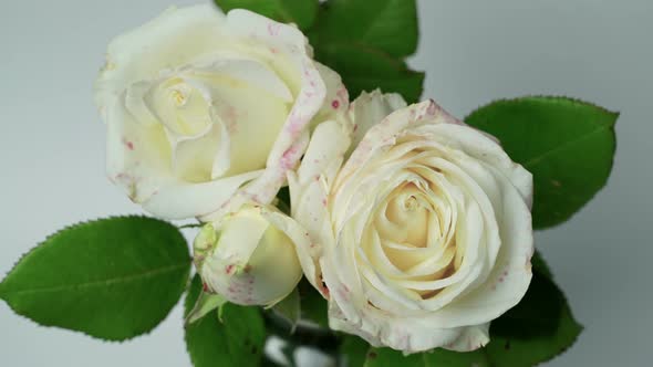 Close Up of Opening Bouquet of White Roses, Blooming White Rose, Beautiful Nature Background