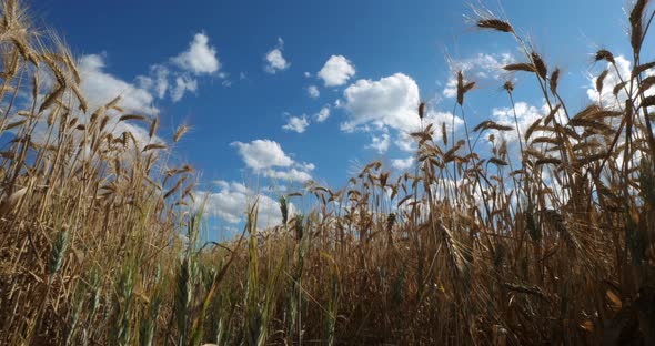 Wheat field in Occitanie, France alt
