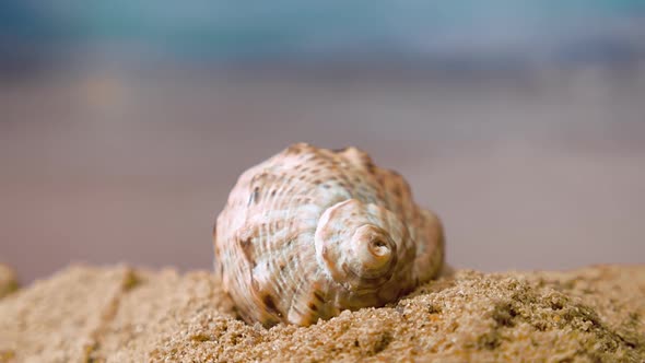 Spiral Shell On The Beach On A Sunny Day On A Background Of Ocean Waves 4