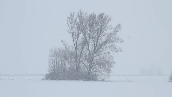 Tree in the snowfall