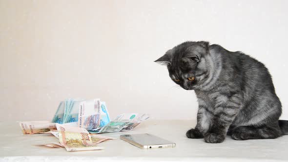 Gray British Kitten Playing with Smartphone and Russian Money