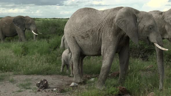 African Elephant (Loxodonta africana)  family  eating in grasslands, Amboseli N.P. Kenya. alt