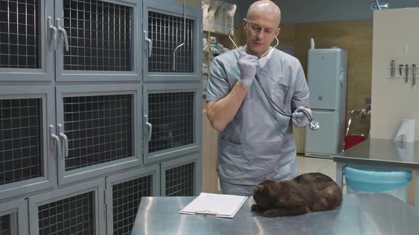 Male Veterinarian Examining Cat With Stethoscope alt