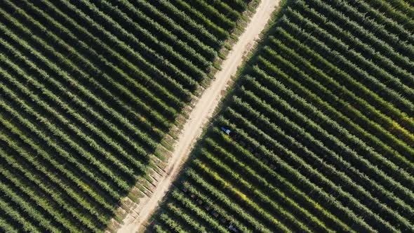 Citrus Fruits Orchard alt