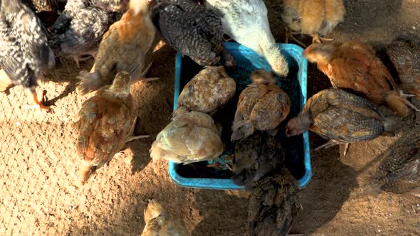 Chicken feeding time in a farm chicken coup alt