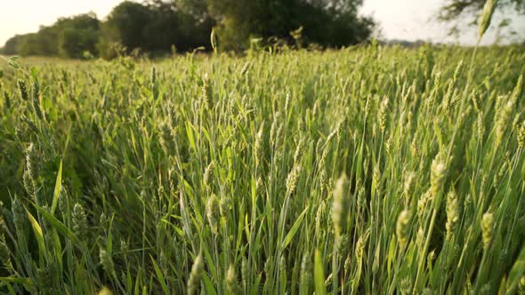 Young crop shoots at sunrise 