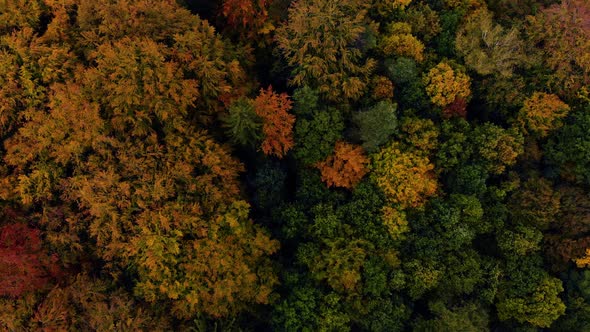 Autumn Forrest  trees view from above  alt
