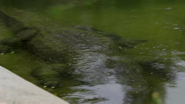 american alligator in public canal waiting for prey alt