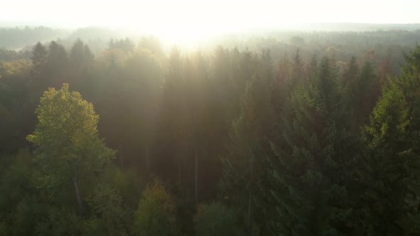 Sunrise Over Misty Morning Forest Aerial Flight View