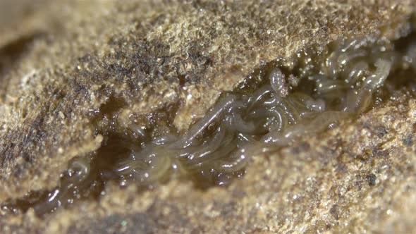 Worm Enchytraeus Sp alt