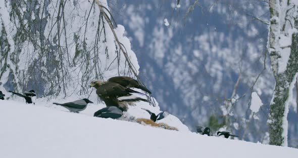 Large Golden Eagle Scaring Away Crows and Magpies From Dead Animal at Mountain in the Winter