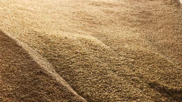 Close Up Big Pile of Grain in Facility Storage. alt