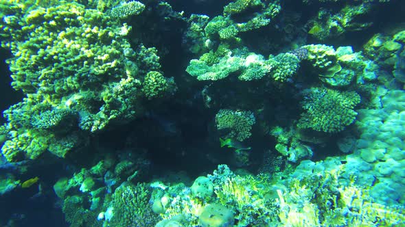 Blackspotted Sweetlip (Plectorhinchus Gaterinus )Under the Coral in Red Sea