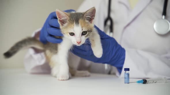 The Veterinarian Prepares a Sleepy Kitten for Vaccination