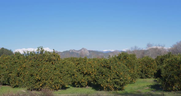 Orange Plantation with Ripe Oranges on Trees