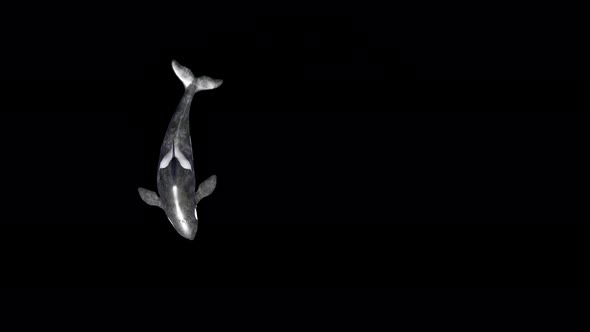 killer whale 4k alpha top circle