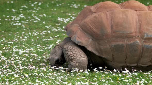 Aldabra Giant Tortoise Eating alt
