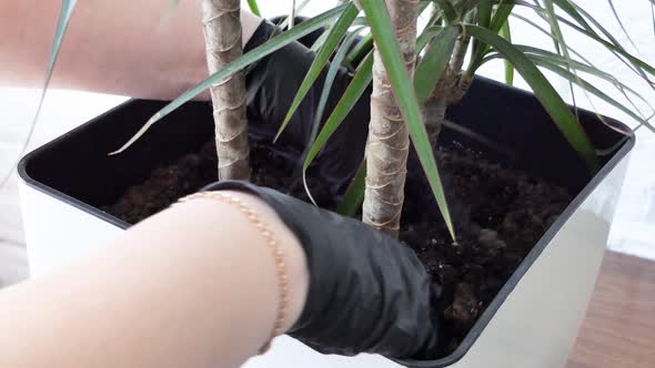 Plant Transplantation a Girl Transplants a Dracaena Into a New Pot alt