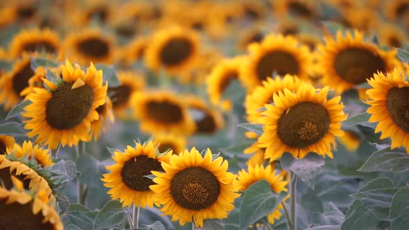 Sunflower Swaying in the Wind alt