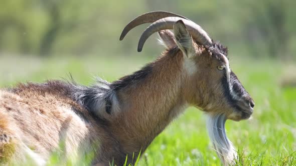 Domestic Milk Goat with Long Beard and Horns Resting on Green Pasture Grass on Summer Day alt