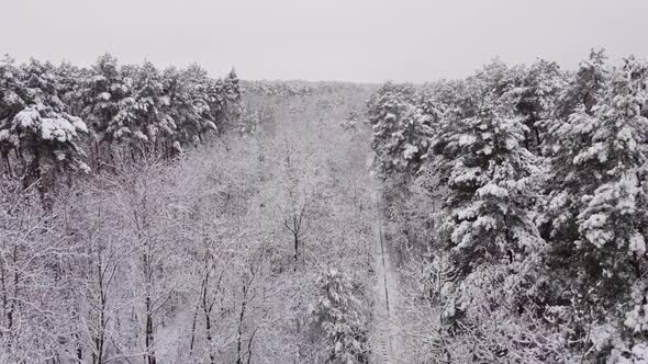 4k. Aerial picturesque frozen forest with snow covered spruce and pine trees.Top view flyover winter