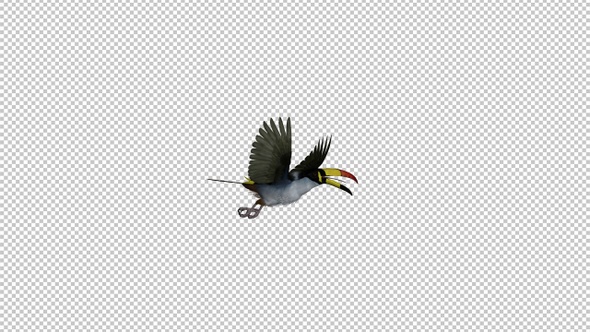 Mountain Toucan - Flying Transition 1 - Side View - Alpha Channel