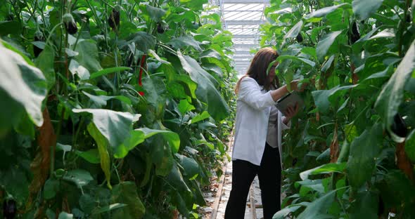 Scientist with digital tablet examining plants in the greenhouse 4k alt