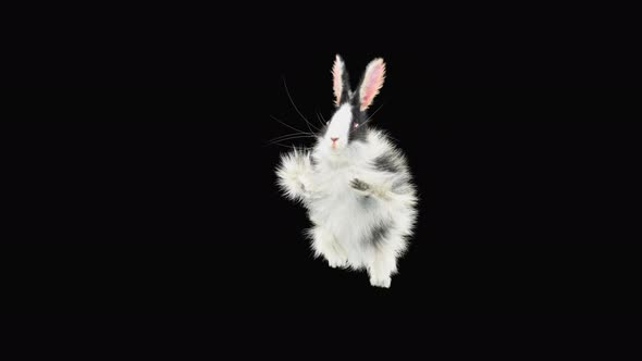 Rabbit Dancing 4K alt