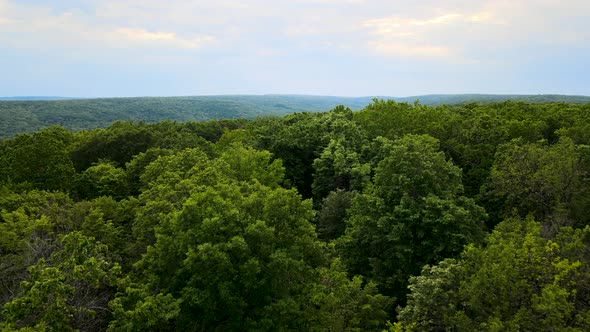 Aerial Top View Forest Tree Rainforest Ecosystem and Healthy Environment alt